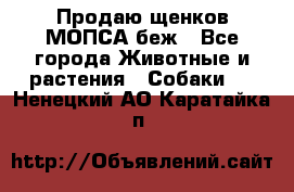 Продаю щенков МОПСА беж - Все города Животные и растения » Собаки   . Ненецкий АО,Каратайка п.